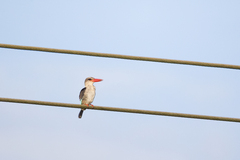 Halcyon senegaloides
