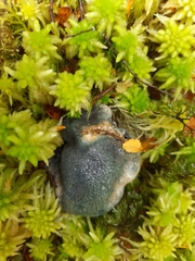 Rossbeevera pachydermis