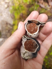 Rossbeevera pachydermis