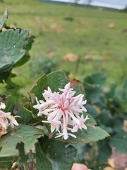 Dais cotinifolia