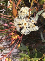 Eucalyptus socialis