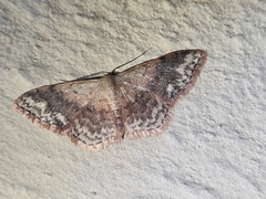 Idaea halmaea