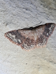 Idaea halmaea