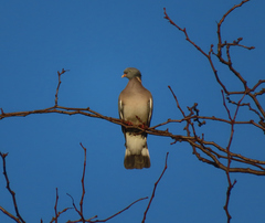 Columba palumbus