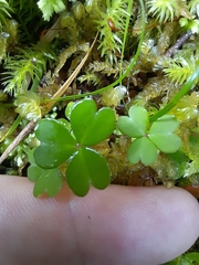 Oxalis magellanica
