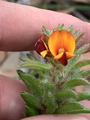 Pultenaea tuberculata