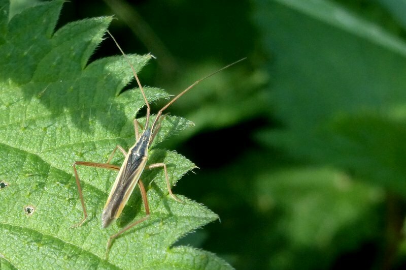 Notostira