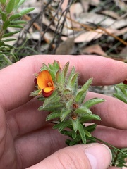 Pultenaea tuberculata