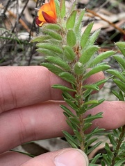 Pultenaea tuberculata