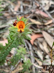 Pultenaea tuberculata