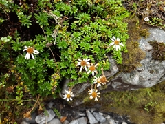 Celmisia bellidioides