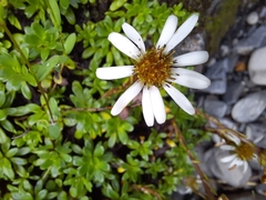 Celmisia bellidioides