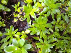 Celmisia bellidioides