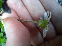 Celmisia bellidioides