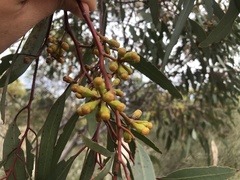 Eucalyptus brachycalyx