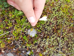 Wahlenbergia albomarginata