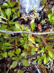 Wahlenbergia albomarginata