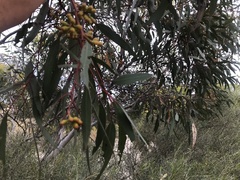 Eucalyptus brachycalyx