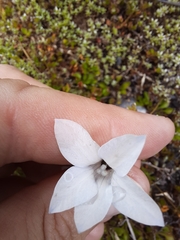 Wahlenbergia albomarginata