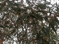 Eucalyptus brachycalyx