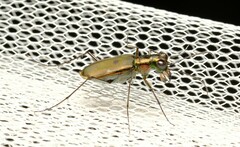 Myriochila semicincta