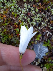 Wahlenbergia albomarginata