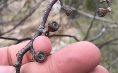 Eucalyptus brachycalyx