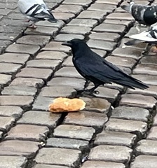 Corvus corone