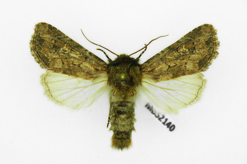Flounced Rustic