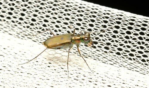 Myriochila semicincta