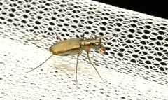 Myriochila semicincta