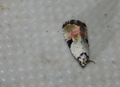 Hiccoda roseitincta