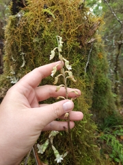 Gastrodia cunninghamii