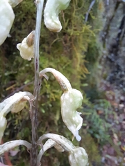 Gastrodia cunninghamii