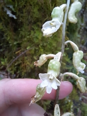 Gastrodia cunninghamii