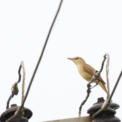 Acrocephalus stentoreus