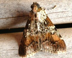 Orthaga rubridiscalis