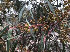 Eucalyptus oleosa