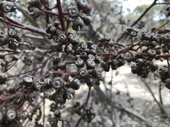 Eucalyptus oleosa