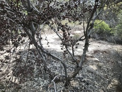 Eucalyptus oleosa