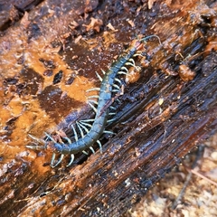 Cormocephalus westwoodi
