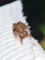 Nymphinae