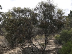 Eucalyptus oleosa