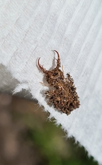 Nymphinae