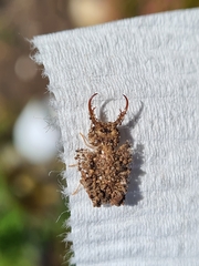 Nymphinae