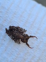 Nymphinae
