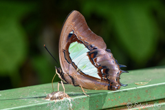 Polyura hebe