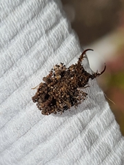 Nymphinae
