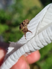Nymphinae