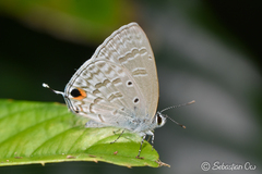 Catochrysops panormus